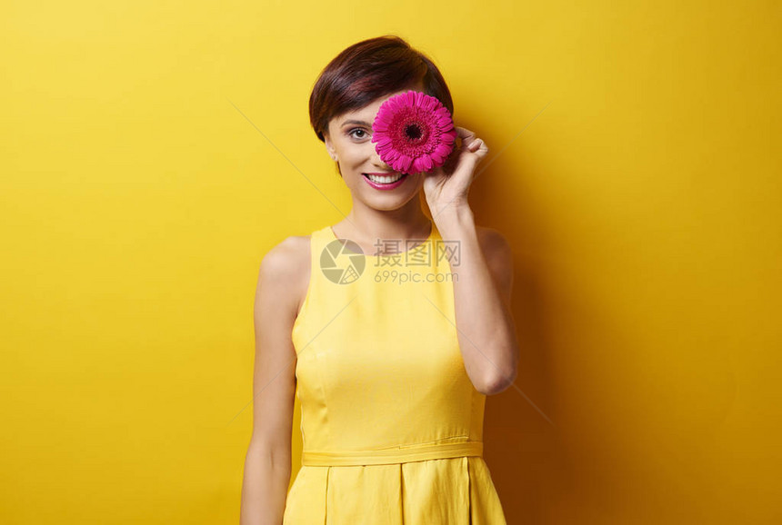以黄色背景持有粉红色雪贝拉花朵的图片
