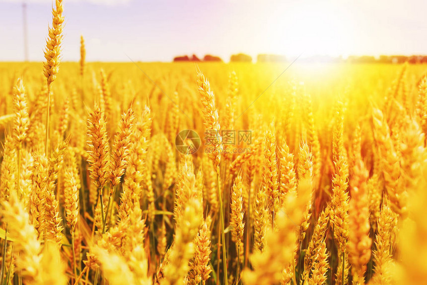 日落多云的橙色天空背景上黄色麦田成熟的的背景复制农村草甸地平线上落日光线的空间特写自然照图片