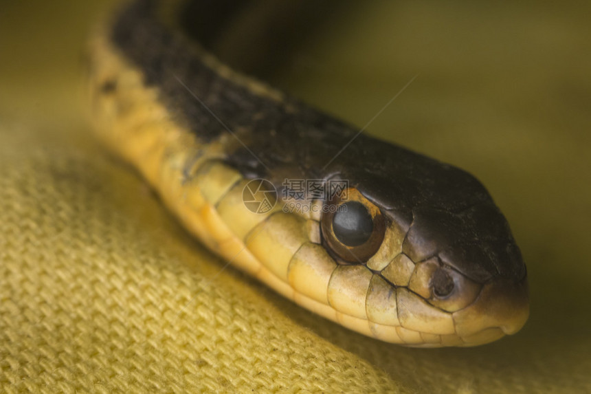 黄布上东部吊袜带蛇的宏观特写图片