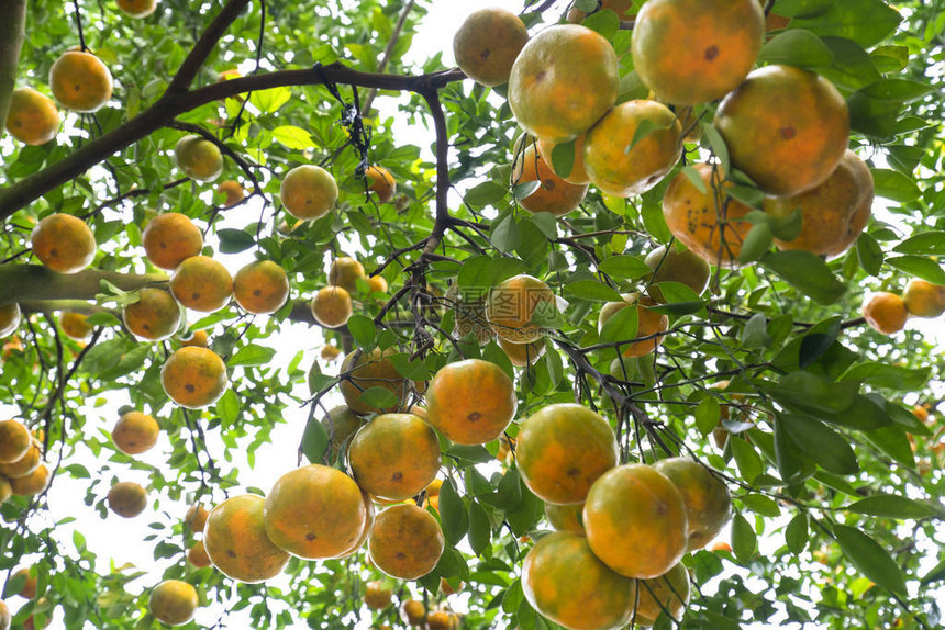 挂在树枝上的成熟橘子的特写图片