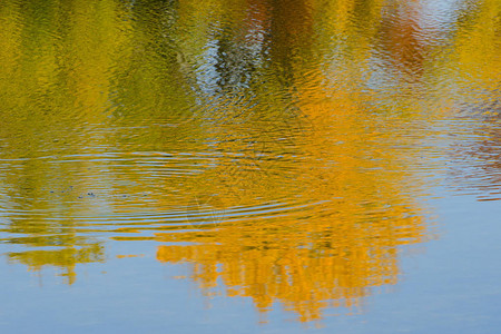 河流水与秋季森林的反射作用图片