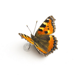 蝴蝶在工作室里以5D马克3创建的高清图片