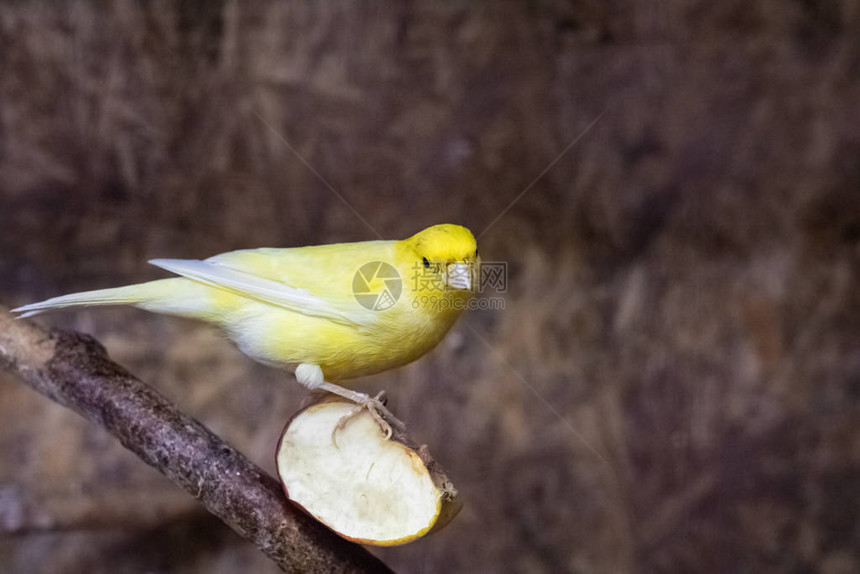 黄鸟坐在苹果片上特写图片