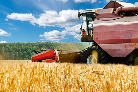 特写收割机在外地工作农业机械在田间收获金色成熟小麦农图片