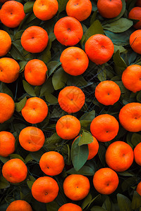 橘子树上的橘子果实图片
