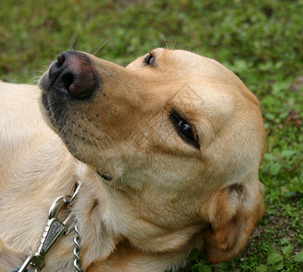 纯种拉布多猎犬的肖像图片