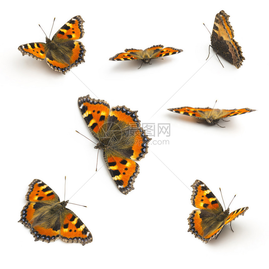 蝴蝶在工作室里制作了5D标记III的收藏品图片