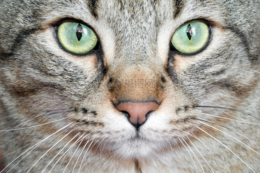 猫的特写肖像头部和眼睛图片