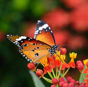 花园里橙花上的蝴蝶图片