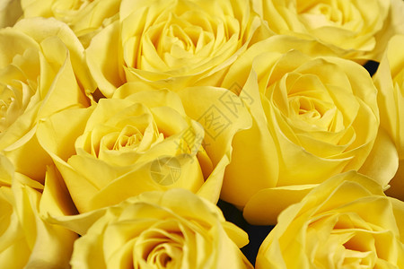 美丽的黄玫瑰特写背景图片
