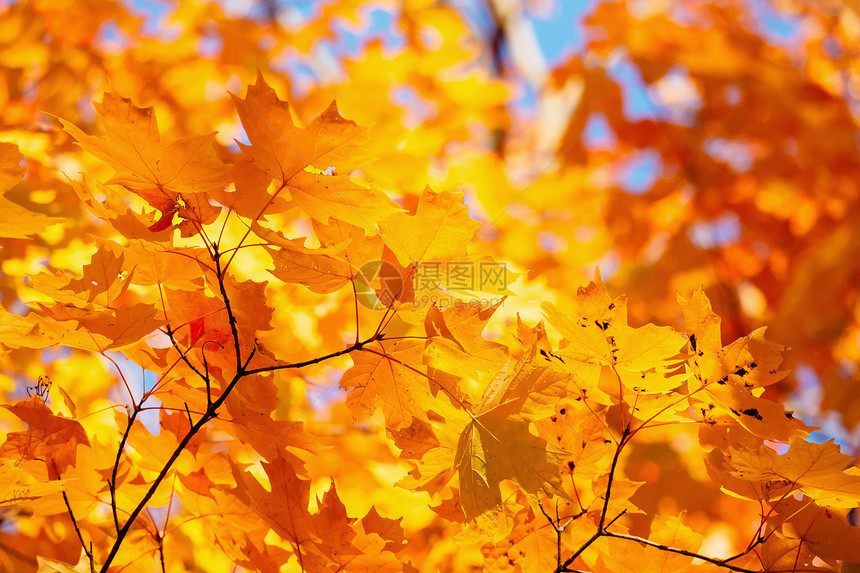 秋天的树叶和树枝是黄色的图片