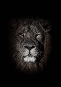 在黑色背景上漂白的脸狮子肖像全脸肖像别致的头发强壮的雄狮图片