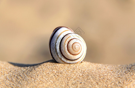 黄沙上美丽的贝壳图片