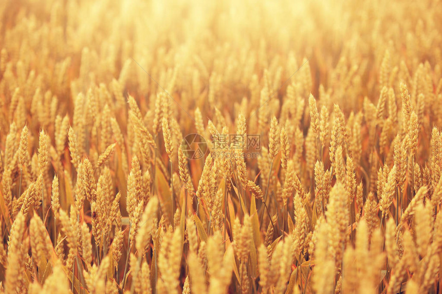 阳光下的金色麦田傍晚成熟的麦子。图片