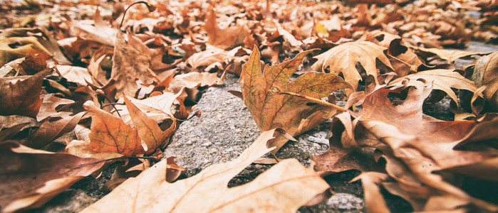 地上干枯的秋叶图片