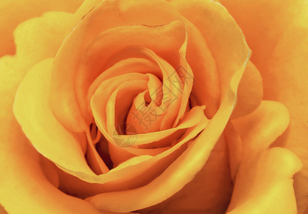 紧闭展示花朵的核心和美丽的玫瑰花图片