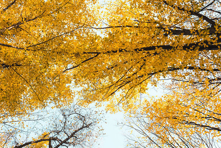 美丽的秋天森林的底部视图有黄色树的图片