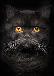黑色背景上的黑猫肖像图片