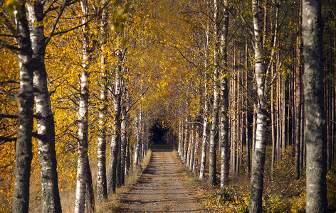 秋天颜色的白桦树大道图片