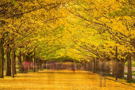 日本东京秋季公园图片