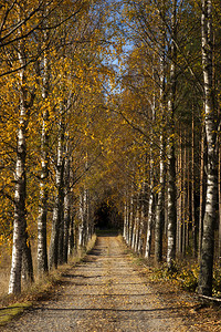 秋天颜色的白桦树大道图片