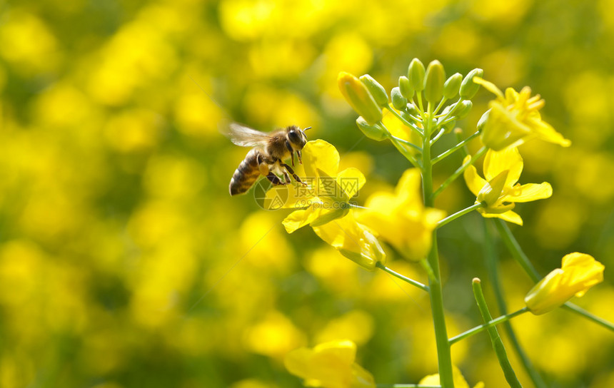 蜜蜂和油籽花图片