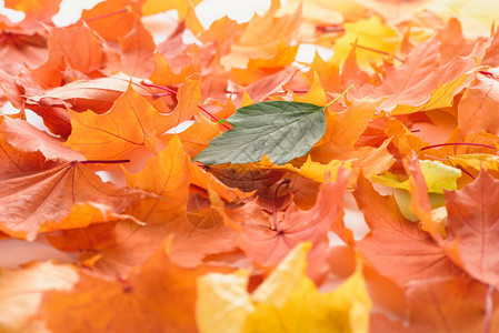 橙色和黄色枫叶上的绿叶秋天的背景图片