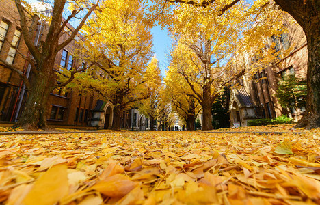 Ginkgo路上的叶子日本秋季和图片
