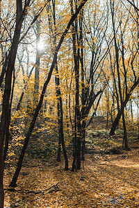 美丽的秋天森林阳光明媚图片