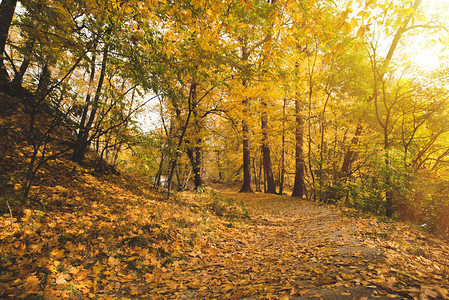 美丽的秋天森林阳图片