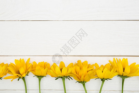 木质表面美丽的黄色菊花的顶端视图片
