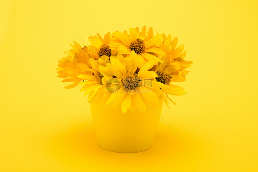 在黄色隔离的花瓶中近距离观察美图片
