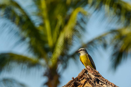热带金鸟在哥斯达黎加度假图片