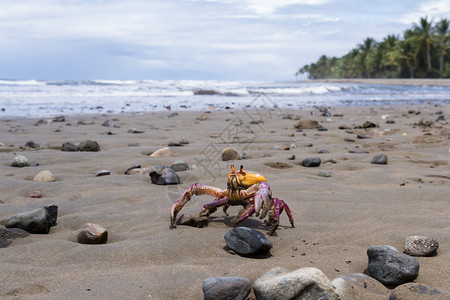 在哥斯达黎加南面有一只黄斑蟹和紫爪的图片