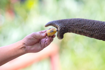 大象从男人手中采摘香蕉图片