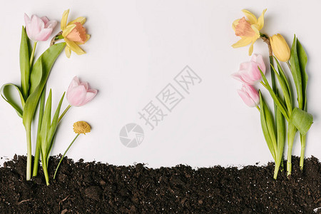 美丽的郁金香菊花和自恋花朵的顶部景色在白图片