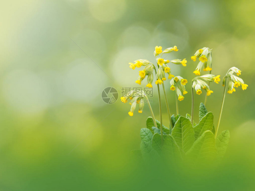 春天模糊背景上的报春花或牛蒡黄花图片