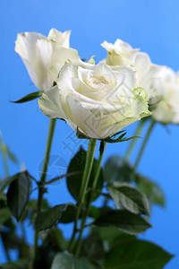 浪漫的婚礼花束白色鲜玫瑰图片