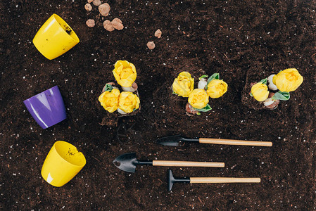 土壤中生长的黄花园艺工具和地上花图片