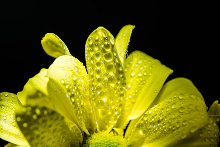 紧闭着黄色的菊花有滴在花瓣上图片