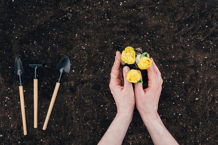 在土壤中种植美丽的绿花和在地面上种植小型园艺工具的人背景图片