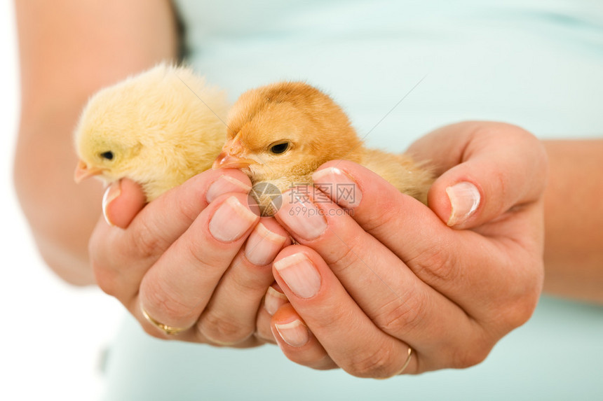 妇女手中的春鸡新生图片