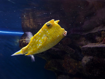 水族馆里不寻常的几何黄色鱼图片