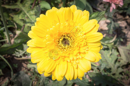 雪贝拉花园中的黄花朵美丽的图片