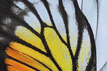 自然纹理来自黄蝴蝶和橙色背景图片
