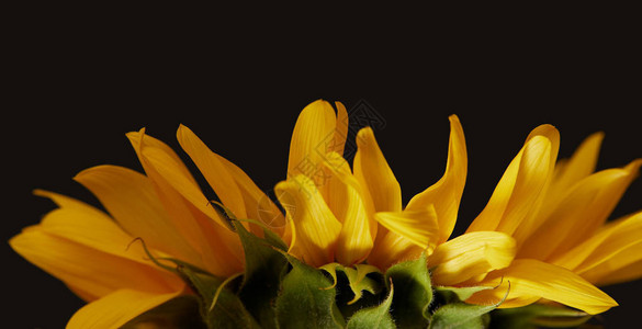 黄色向日葵花瓣的侧视图被黑色隔离背景图片