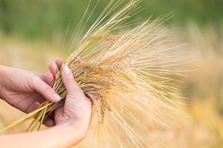 小大麦手掌收获农业的夏季概念女性与黄金图片