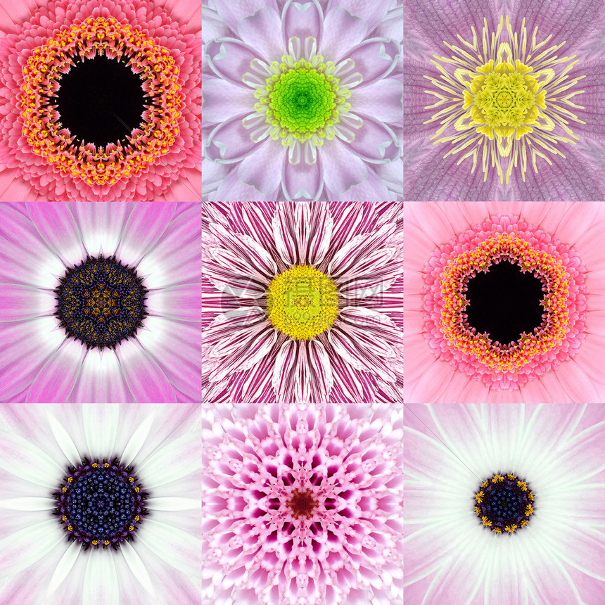 九集粉色同心花朵Mandalas图片