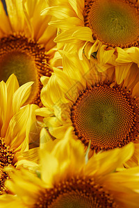 与黄色芬芳向日葵的夏天纹理图片