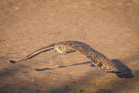 沙漠猫头鹰在迪拜附近图片